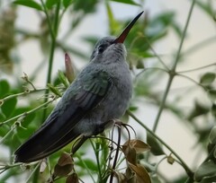 Cynanthus latirostris