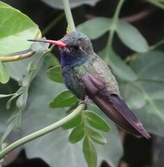 Cynanthus latirostris