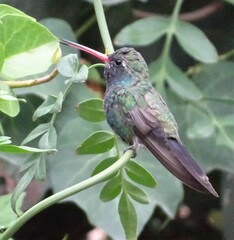 Cynanthus latirostris