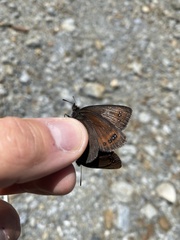 Erebia pluto