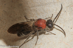 Physetopoda halensis