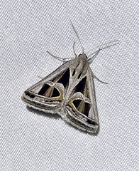 Trigonodes