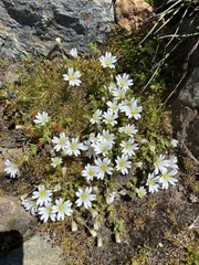 Cerastium uniflorum