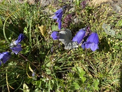 Campanula cochleariifolia