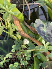 Ludwigia peploides peploides