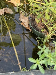 Ludwigia peploides peploides