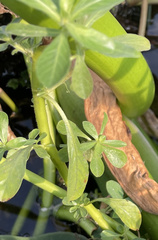 Ludwigia peploides peploides