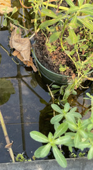 Ludwigia peploides peploides