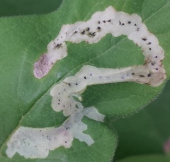 Aulagromyza cornigera