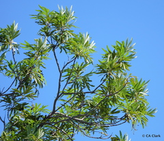 Lyonothamnus floribundus