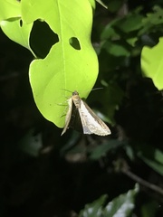 Lophoptera squammigera