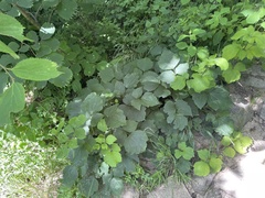 Clematis heracleifolia