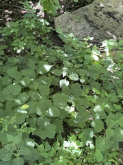 Clematis heracleifolia