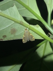 Rehimena phrynealis