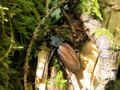 Carabus aeruginosus