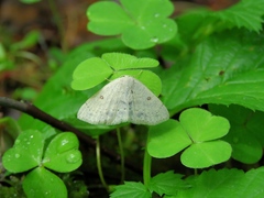 Cyclophora albipunctata