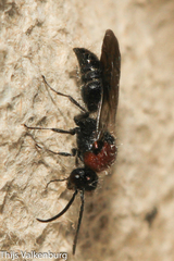 Physetopoda halensis