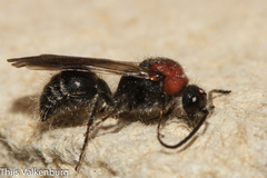 Physetopoda halensis