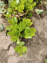 Populus deltoides deltoides