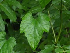 Thladiantha punctata