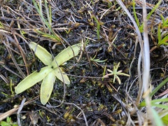 Pinguicula leptoceras