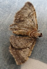 Disclisioprocta stellata