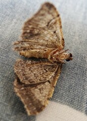 Disclisioprocta stellata