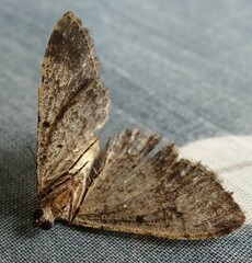 Disclisioprocta stellata