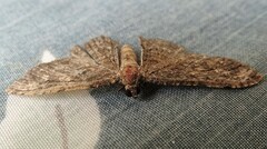 Disclisioprocta stellata