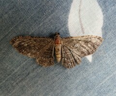 Disclisioprocta stellata