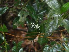 Tarenna gracilipes