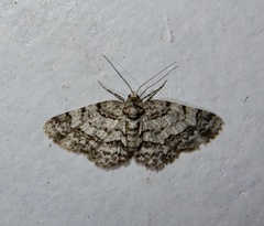 Myrioblephara