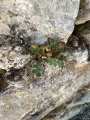 Asplenium ceterach image