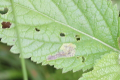 Calycomyza verbenae