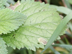 Calycomyza verbenae