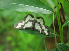 Lomaspilis marginata