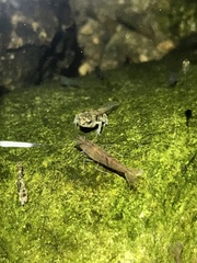 Neocaridina palmata