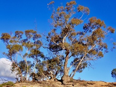 Eucalyptus oleosa oleosa
