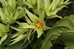 Cuviera