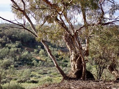 Eucalyptus oleosa oleosa