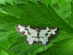 Lomaspilis opis