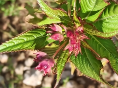Impatiens glandulifera