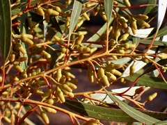 Eucalyptus oleosa oleosa