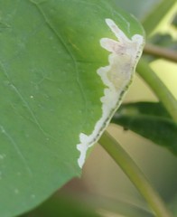 Calycomyza ipomaeae