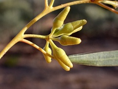 Eucalyptus oleosa oleosa