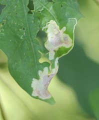 Calycomyza ipomaeae