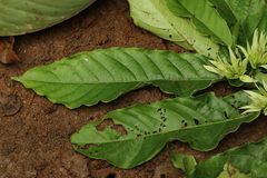Cuviera