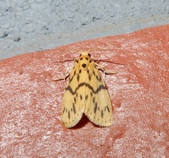 Miltochrista terminospota