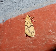 Miltochrista terminospota