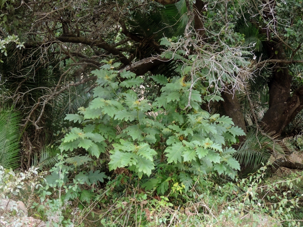 Muwonde Tree giant devil's-fig from Mukuvisi Woodlands, Harare, Zimbabwe on July 17 ...